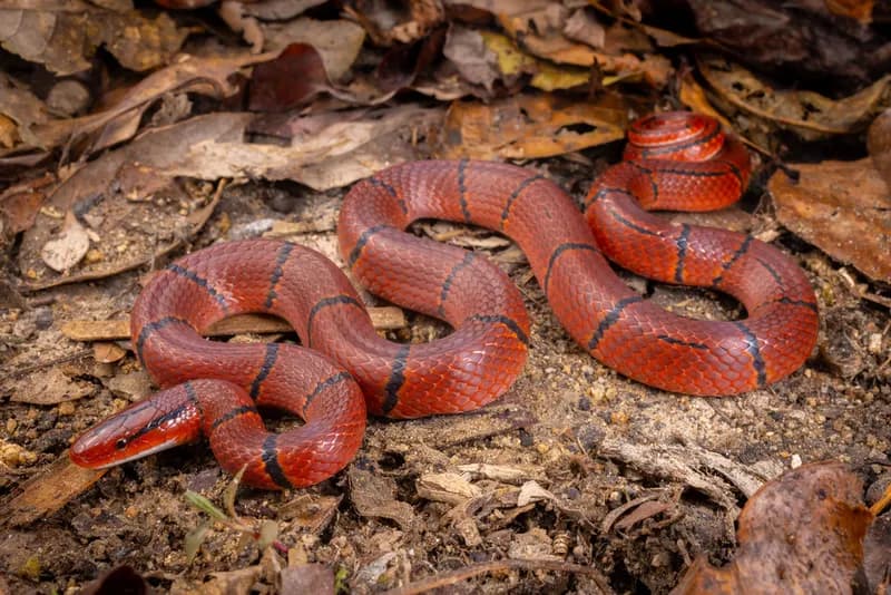 Rắn sọc đốm đỏ (Oreocryptophis porphyraceus)