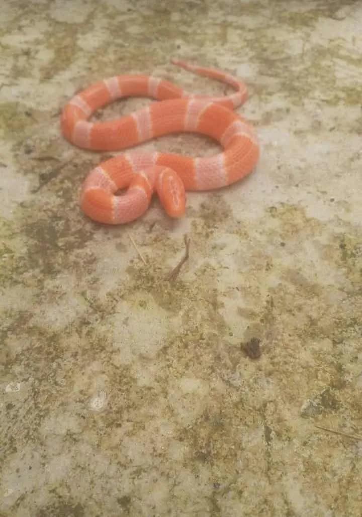 Rắn sọc đốm đỏ (Oreocryptophis porphyraceus) gallery 2