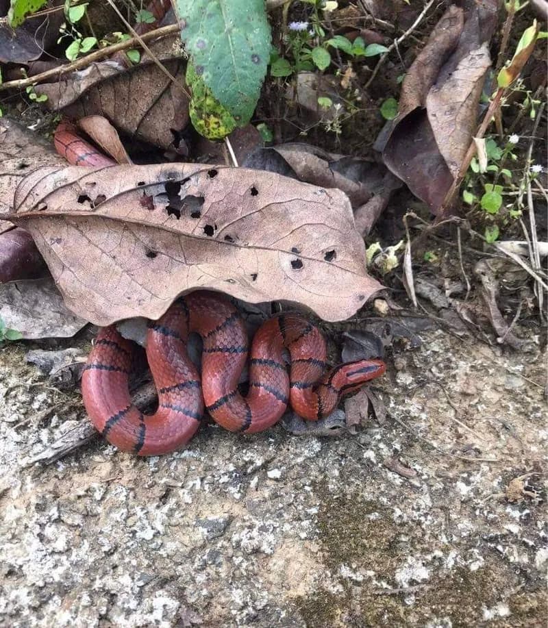 Rắn sọc đốm đỏ (Oreocryptophis porphyraceus) gallery 3