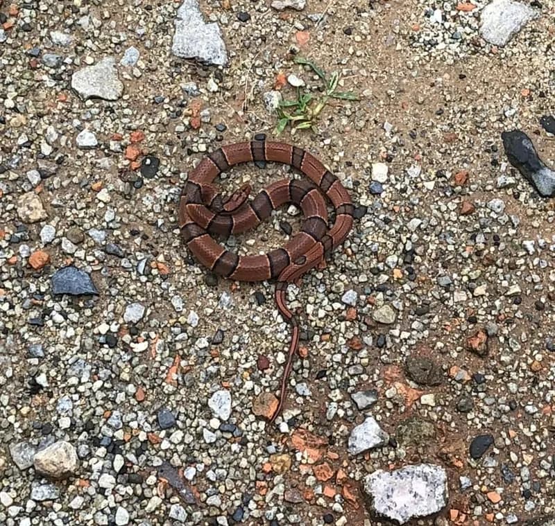 Rắn sọc đốm đỏ (Oreocryptophis porphyraceus) gallery 4