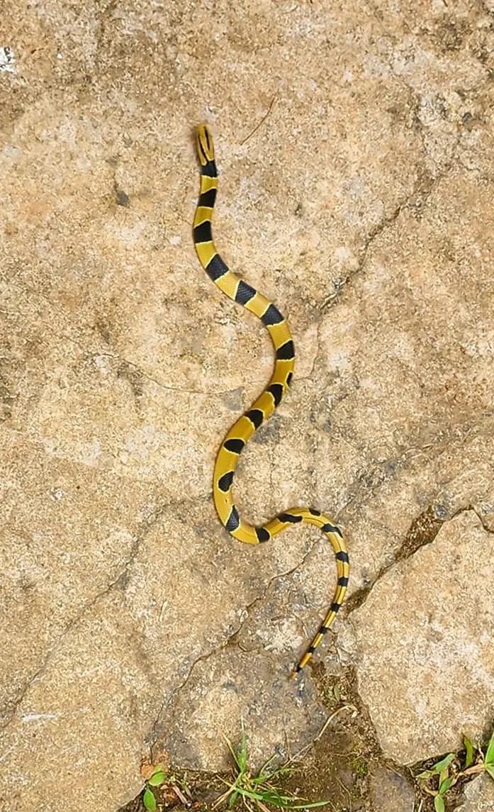 Rắn sọc đốm đỏ (Oreocryptophis porphyraceus) gallery 5