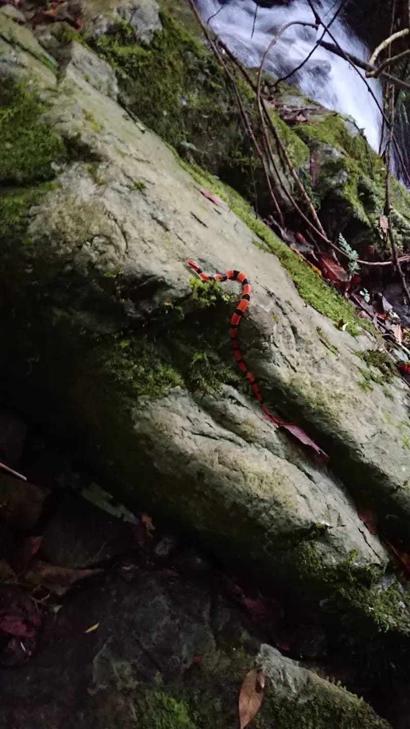 Rắn sọc đốm đỏ (Oreocryptophis porphyraceus) gallery 6