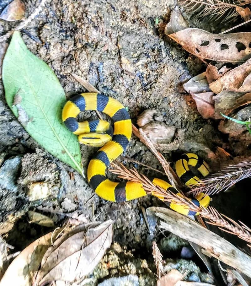 Rắn sọc đốm đỏ (Oreocryptophis porphyraceus) gallery 7