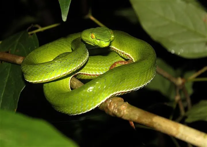 Rắn lục xanh Trung Quốc (Trimeresurus cf. stejnegeri)