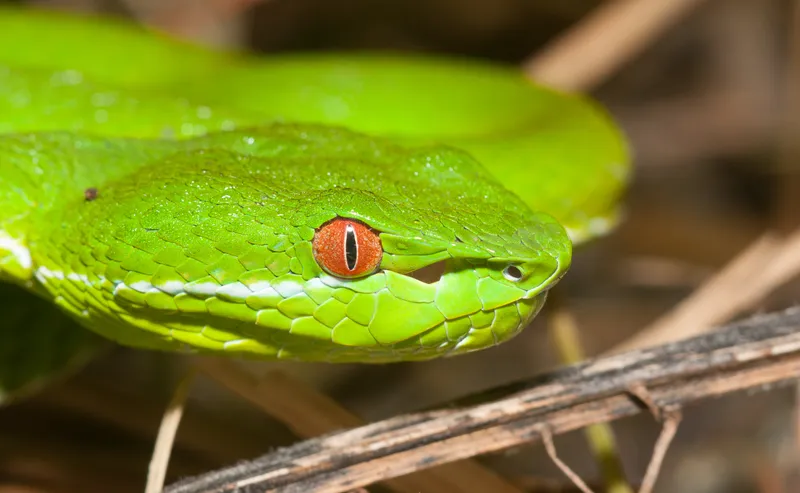 Rắn lục xanh Trung Quốc (Trimeresurus cf. stejnegeri) gallery 2