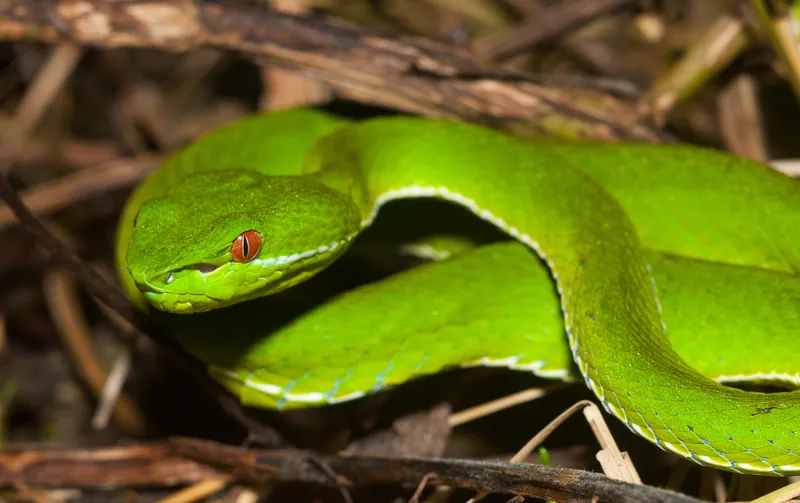 Rắn lục xanh Trung Quốc (Trimeresurus cf. stejnegeri) gallery 3