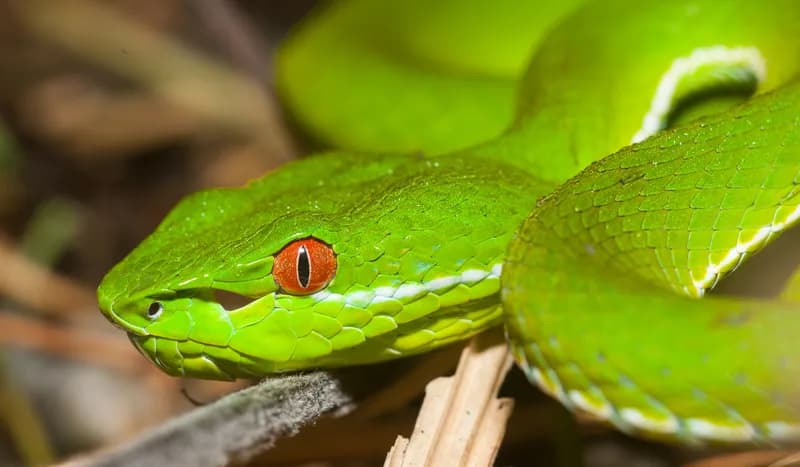 Rắn lục xanh Trung Quốc (Trimeresurus cf. stejnegeri) gallery 4