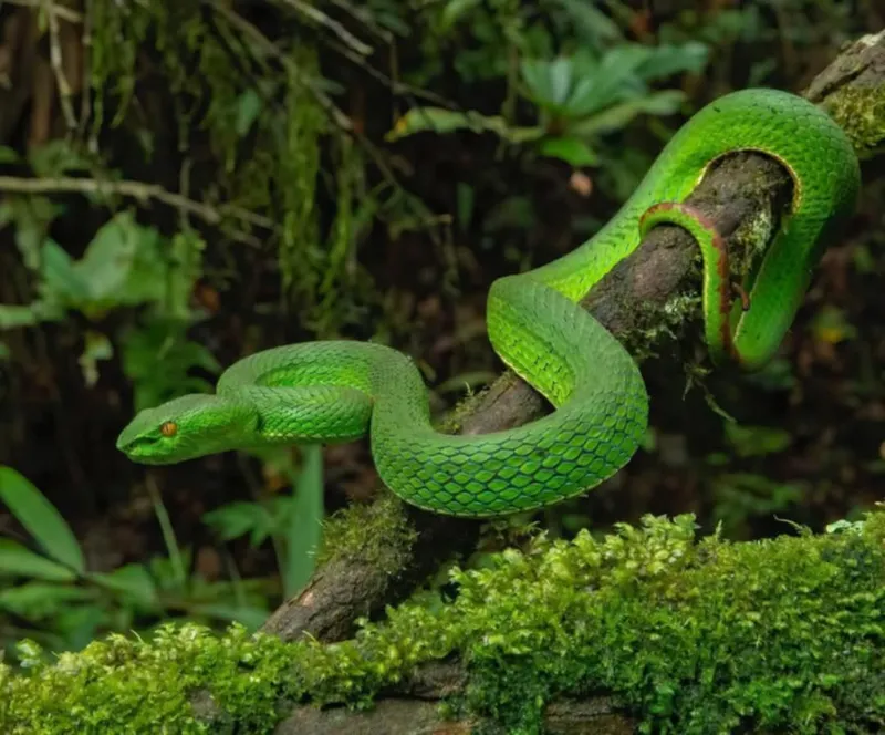 Rắn lục xanh Trung Quốc (Trimeresurus cf. stejnegeri) gallery 5