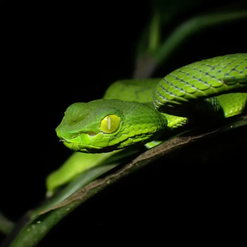 Rắn lục xanh Trung Quốc (Trimeresurus cf. stejnegeri) gallery 6