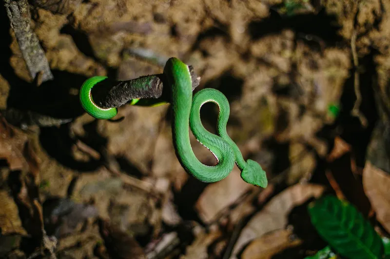 Rắn lục xanh Trung Quốc (Trimeresurus cf. stejnegeri) gallery 7