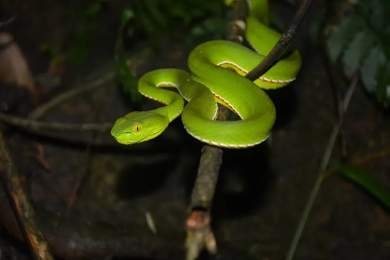 Rắn lục xanh Trung Quốc (Trimeresurus cf. stejnegeri) gallery 8