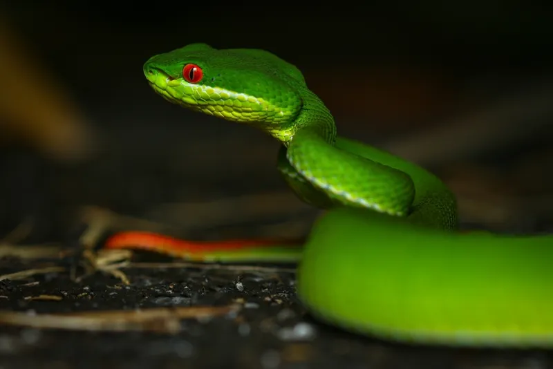 Rắn lục Quách Bằng (Trimeresurus guoi)