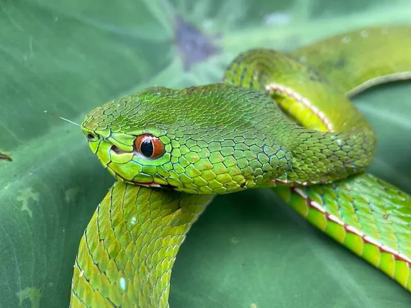 Rắn lục Quách Bằng (Trimeresurus guoi) gallery 10