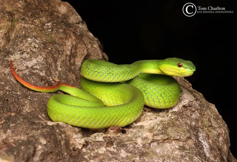 Rắn lục Quách Bằng (Trimeresurus guoi) gallery 2
