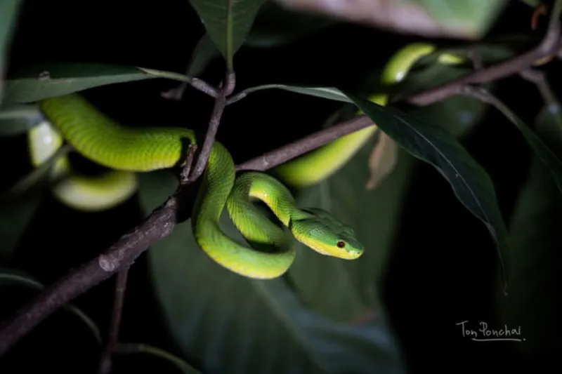 Rắn lục Quách Bằng (Trimeresurus guoi) gallery 3
