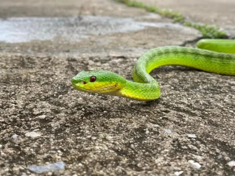 Rắn lục Quách Bằng (Trimeresurus guoi) gallery 4
