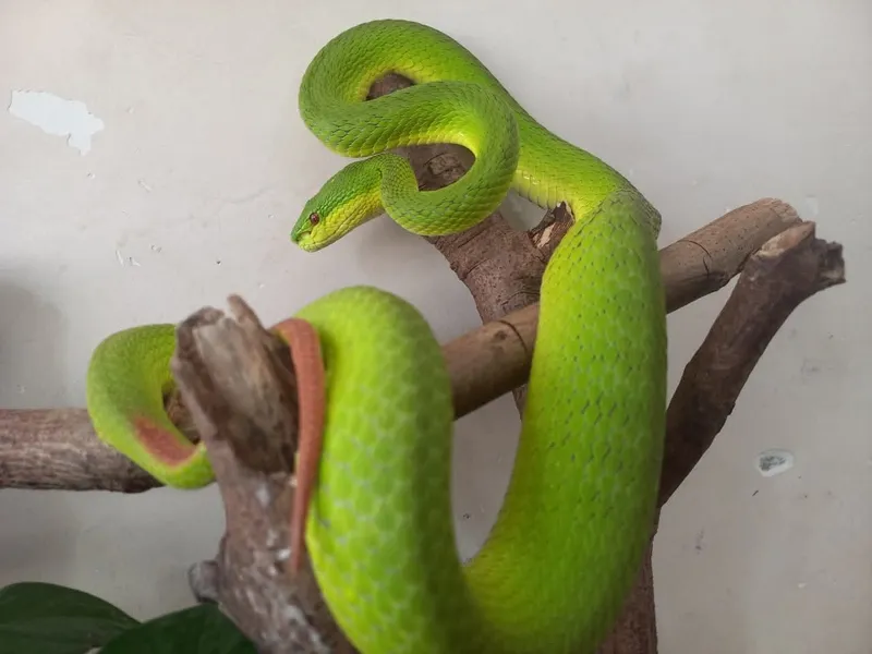 Rắn lục Quách Bằng (Trimeresurus guoi) gallery 5