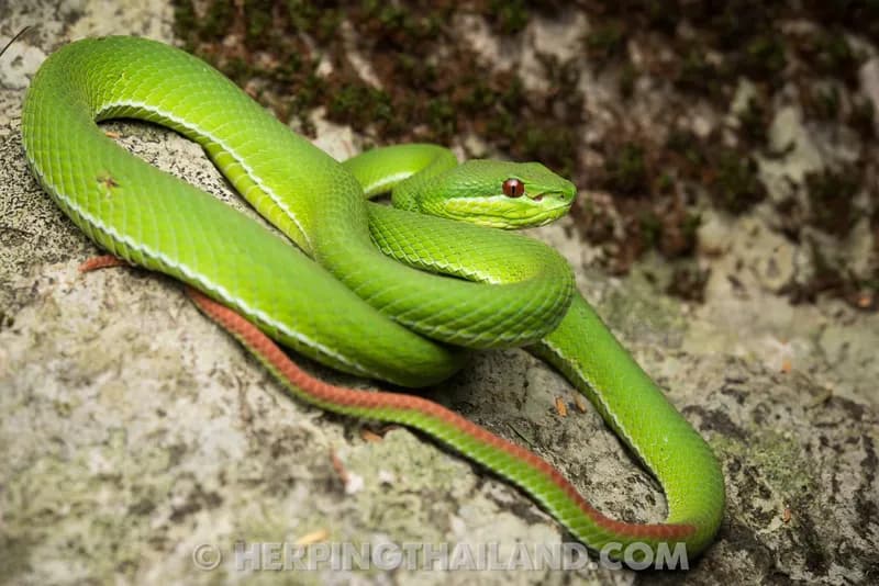 Rắn lục Quách Bằng (Trimeresurus guoi) gallery 6