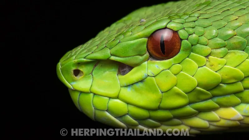 Rắn lục Quách Bằng (Trimeresurus guoi) gallery 7