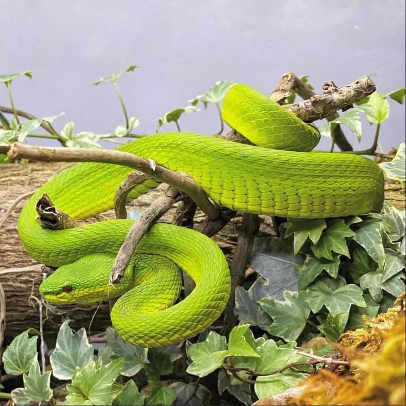 Rắn lục Quách Bằng (Trimeresurus guoi) gallery 8