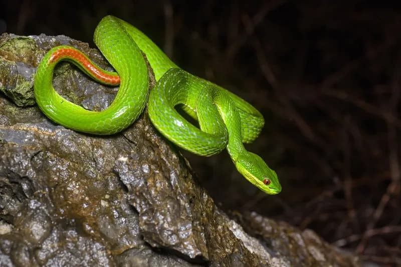Rắn lục Quách Bằng (Trimeresurus guoi) gallery 9