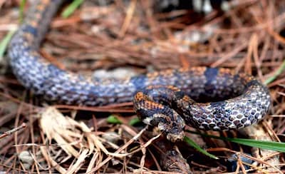 Rắn khiếm mõm dài (Oligodon rostralis)