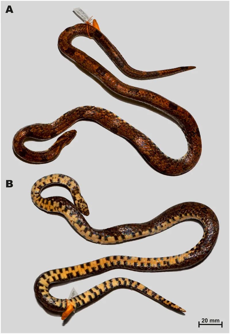 Rắn khiếm mõm dài (Oligodon rostralis) gallery 4
