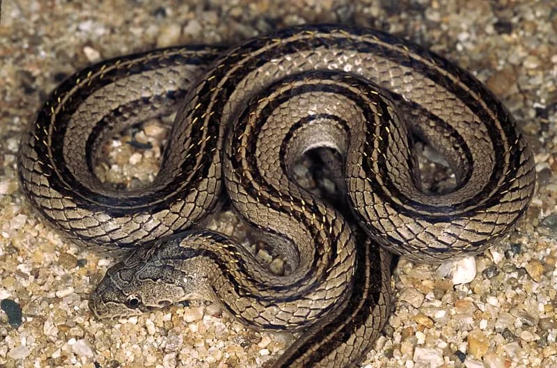 Rắn khiếm vạch (Oligodon taeniatus)