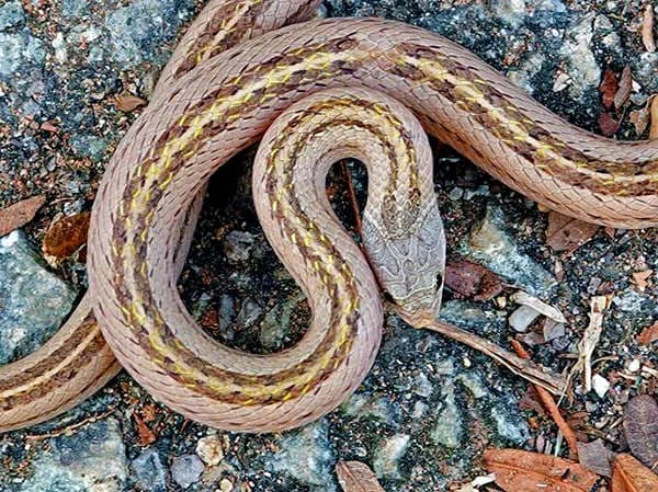 Rắn khiếm vạch (Oligodon taeniatus) gallery 11