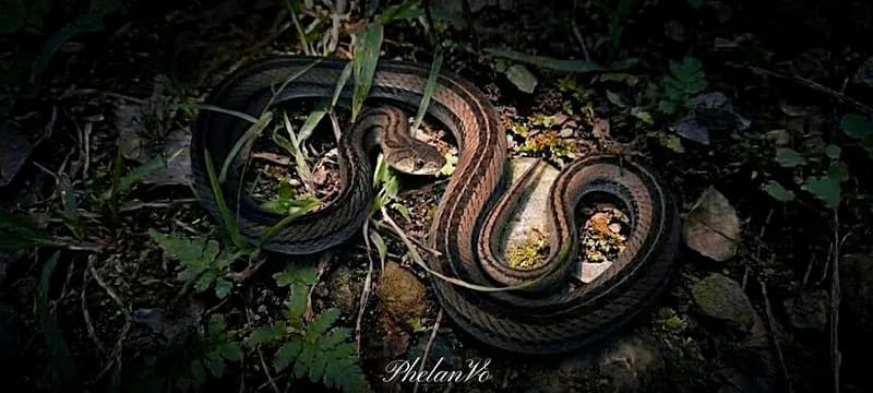 Rắn khiếm vạch (Oligodon taeniatus) gallery 2