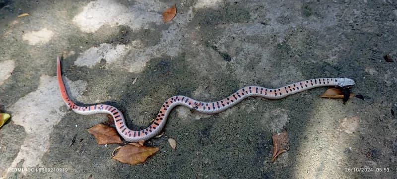 Rắn khiếm vạch (Oligodon taeniatus) gallery 6