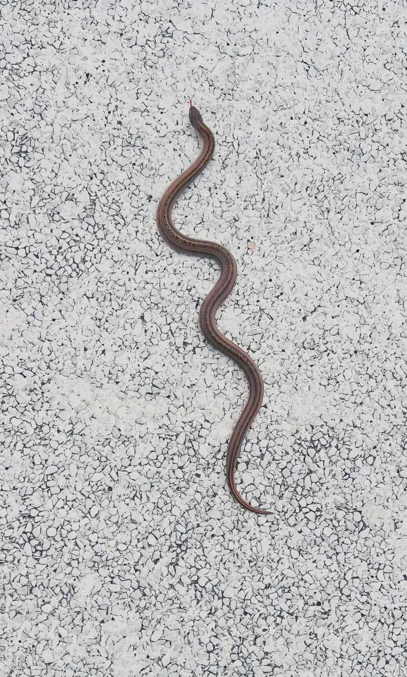 Rắn khiếm vạch (Oligodon taeniatus) gallery 7