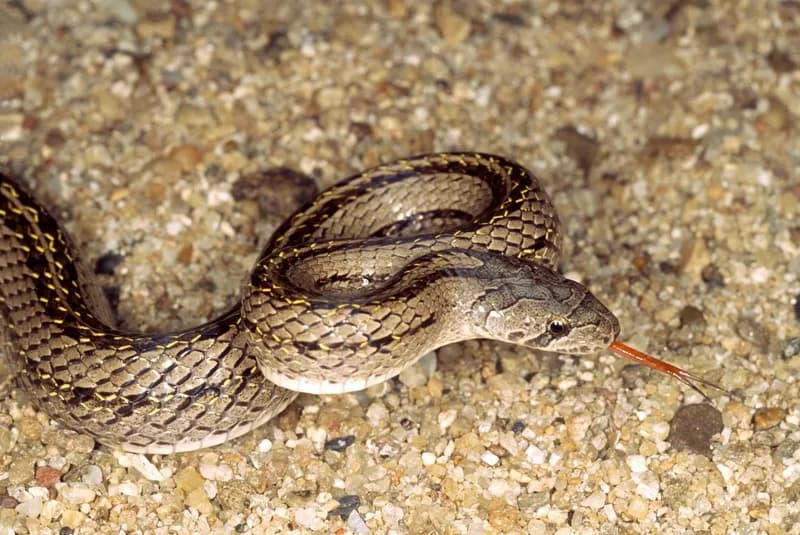 Rắn khiếm vạch (Oligodon taeniatus) gallery 8
