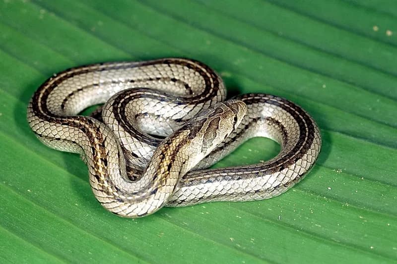 Rắn khiếm vạch (Oligodon taeniatus) gallery 9