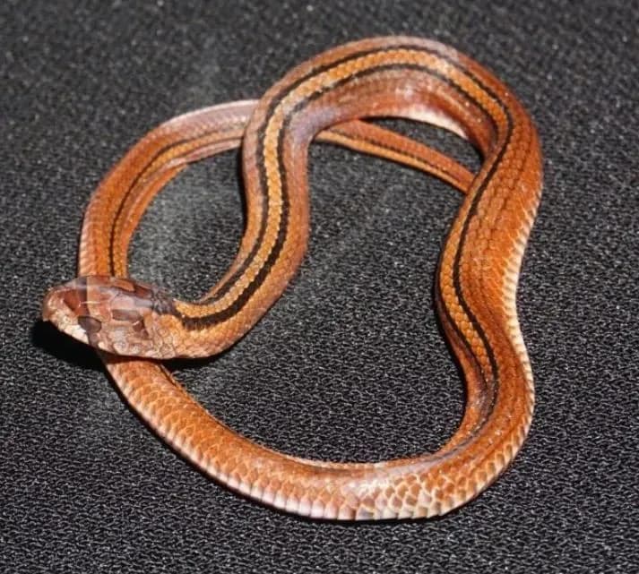Rắn khiếm Morice (Oligodon moricei)