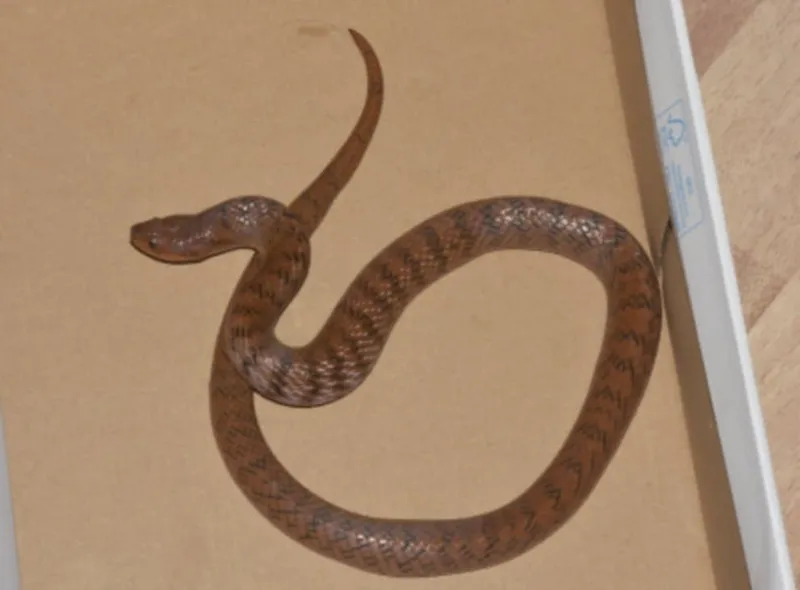 Rắn khiếm đốm mắt (Oligodon ocellatus)