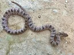 Rắn khiếm đốm mắt (Oligodon ocellatus) gallery 2