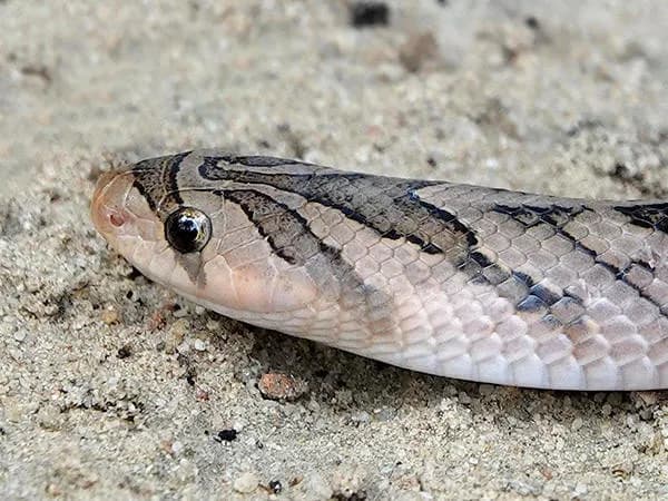 Rắn khiếm đốm mắt (Oligodon ocellatus) gallery 3