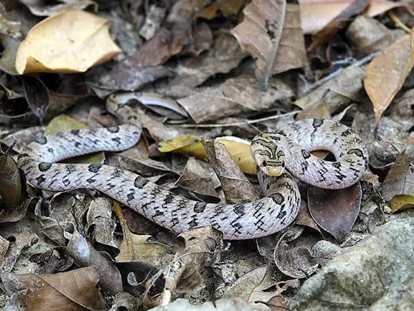 Rắn khiếm đốm mắt (Oligodon ocellatus) gallery 4