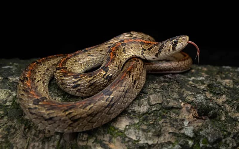 Rắn khiếm Đài Loan (Oligodon formosanus)