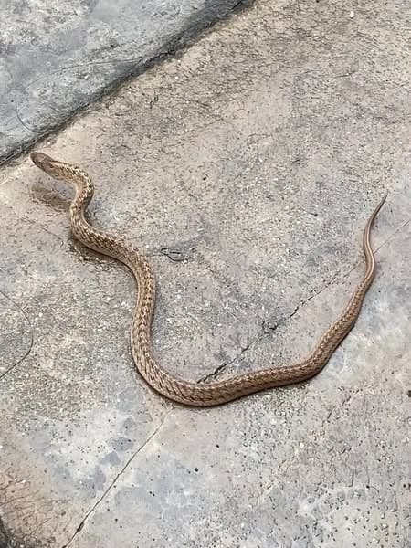 Rắn khiếm Đài Loan (Oligodon formosanus) gallery 2