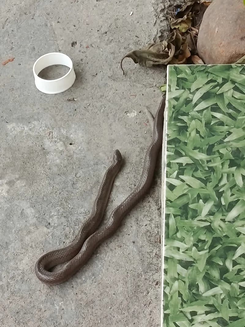 Rắn khiếm Đài Loan (Oligodon formosanus) gallery 4