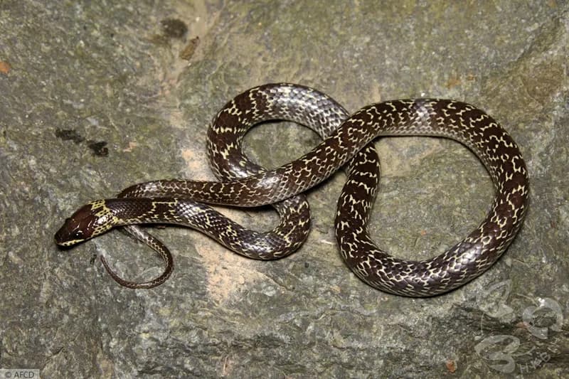 Rắn khuyết hoa (Lycodon capucinus) gallery 3