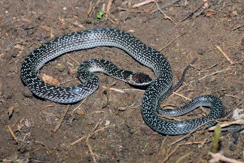 Rắn khuyết hoa (Lycodon capucinus) gallery 4