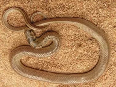 Rắn khiếm đuôi dài (Oligodon macrurus) gallery 6