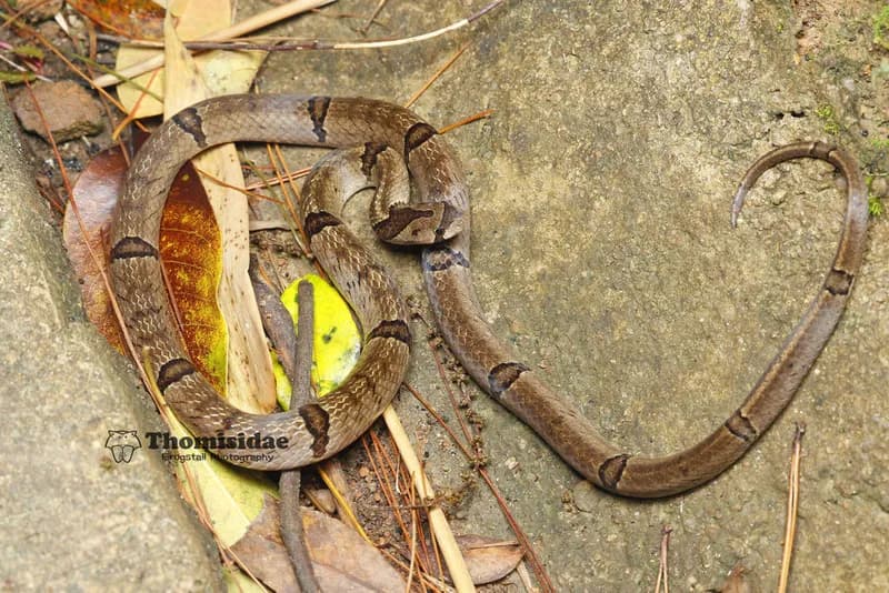 Rắn khiếm Trung Quốc (Oligodon chinensis)