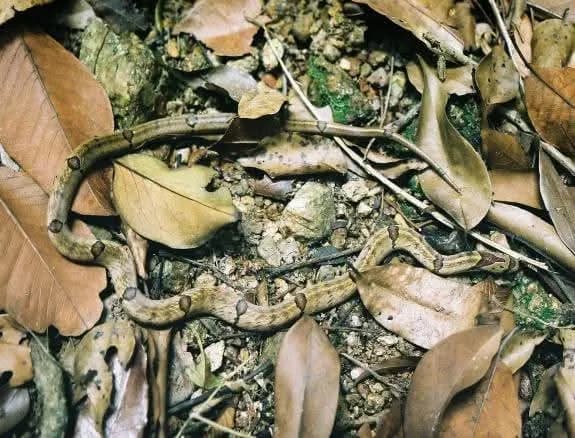 Rắn khiếm Trung Quốc (Oligodon chinensis) gallery 2