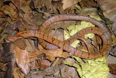 Rắn khiếm Trung Quốc (Oligodon chinensis) gallery 6