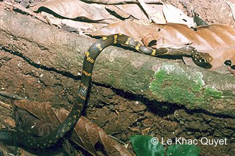 Rắn sãi An-de-ra (Hebius andreae)