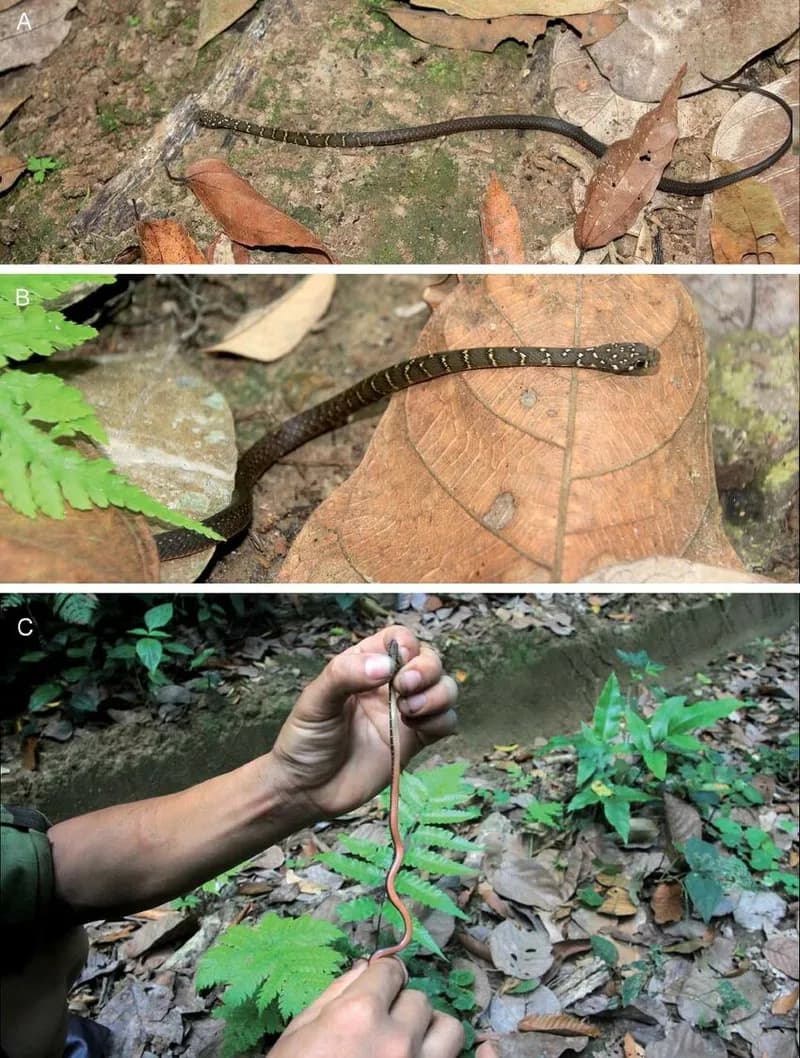 Rắn sãi An-de-ra (Hebius andreae) gallery 3